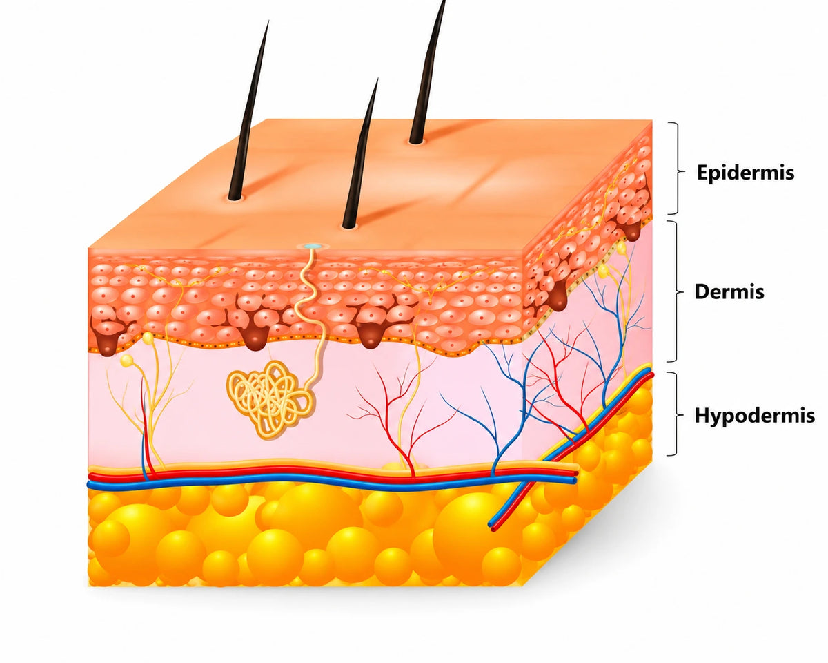 Epidermis, dermis, and hypodermis skin layers diagram